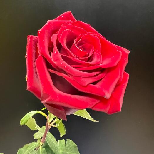 Expolier Rosa