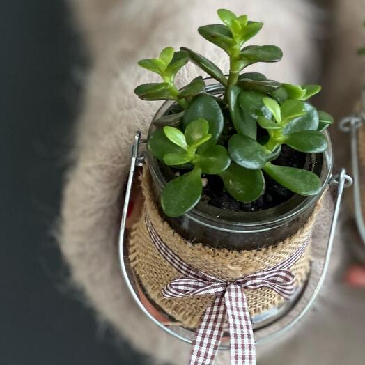 Красула MINOR ( пересаженная в кашпо)