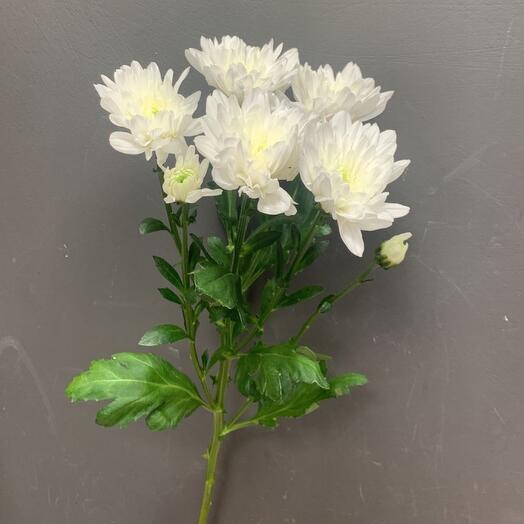 Bush chrysanthemum, white