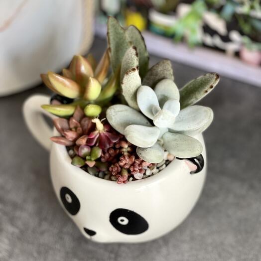 Минисад "Панда"