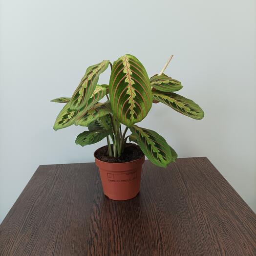 Maranta tricolor