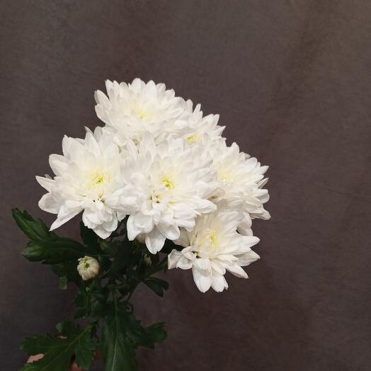 Double bush chrysanthemum