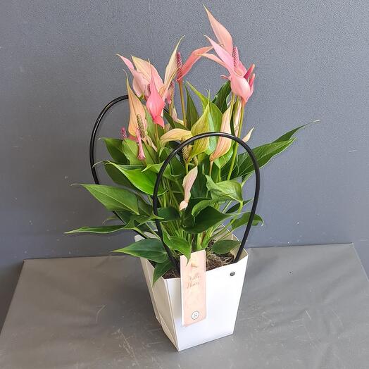 Антуриум розовый