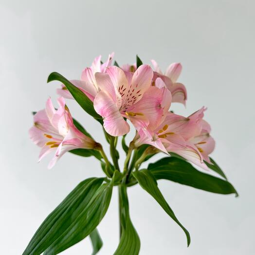Różowa alstromeria