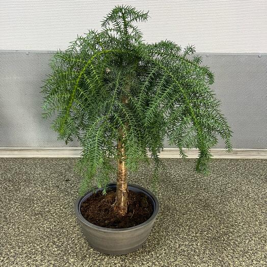 Bonsai Araucaria