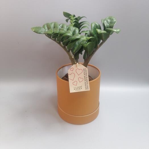 Комнатное растение Замиокулькас (Долларовое дерево)