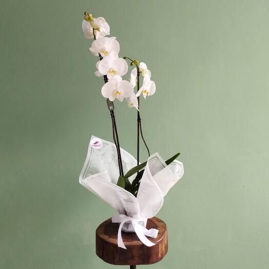 The orchid is white