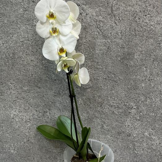 Орхидея фаленопсис 1 ствол белая в кашпо диаметр 12 дм