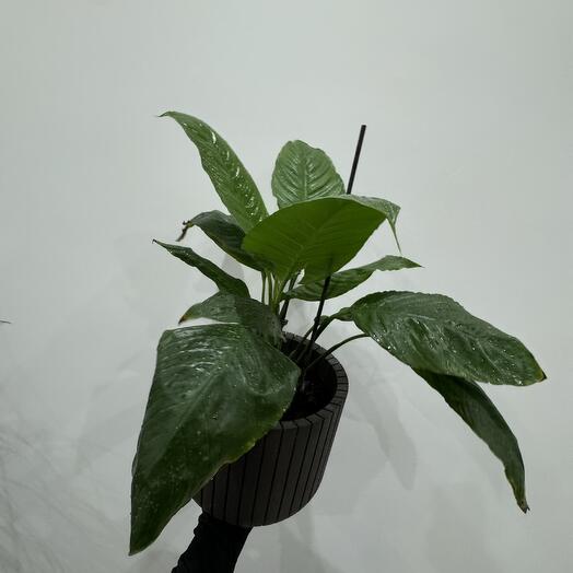 Комнатное растение