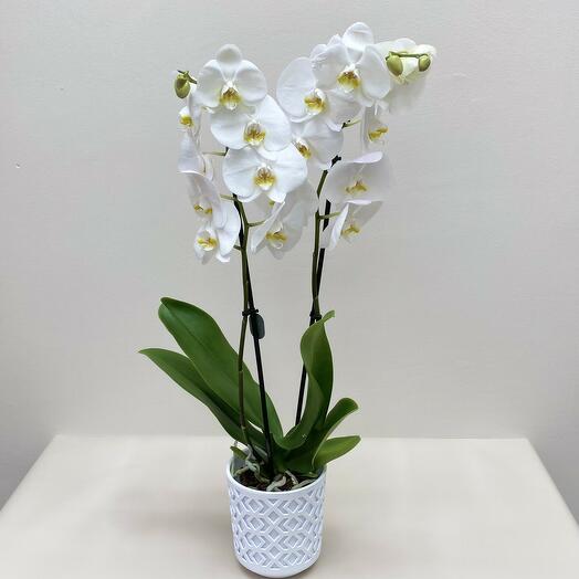 Орхидея Фаленопсис белая 🪴🌺🍀 (2 ствола, 50-60 см). комнатные цветы радуют всегда! =)