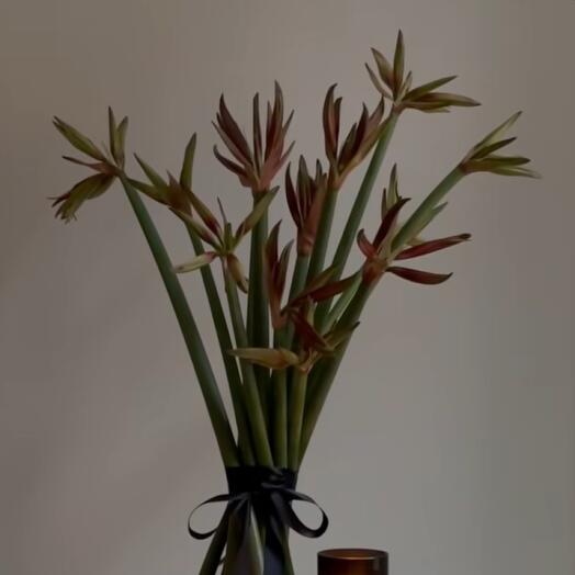 Amaryllis spider 9 stems