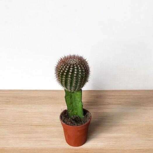 Gymnocalycium