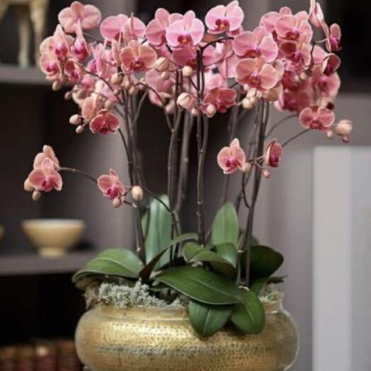 Real Orchid Pink Arrangement