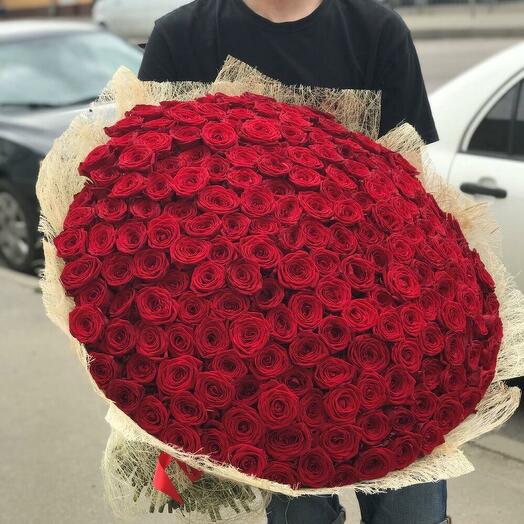 151 роза