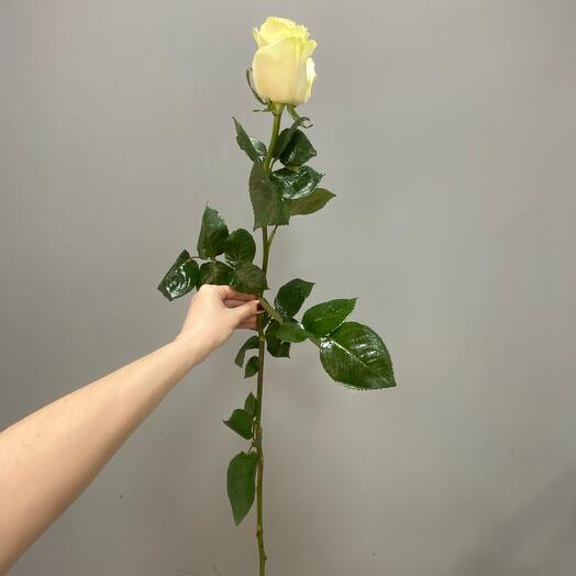 Белая роза 60см