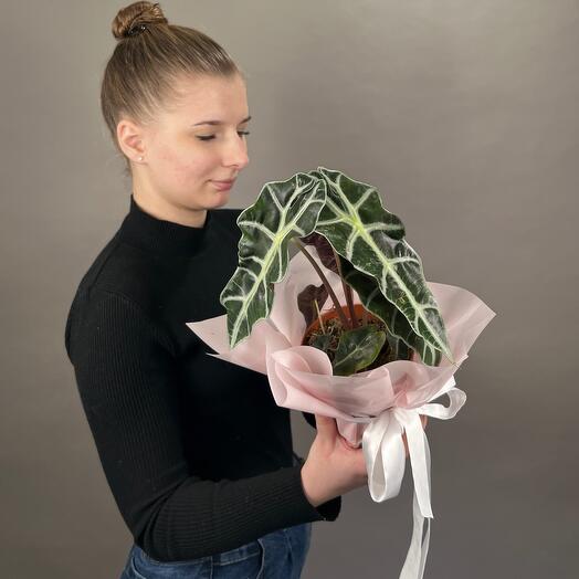 Алоказия