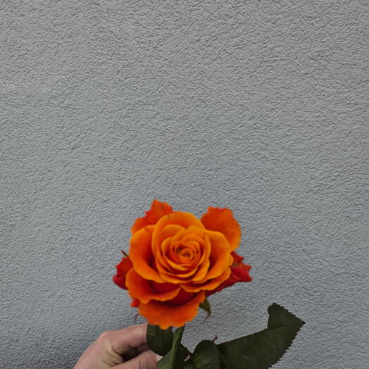Narancssárga rózsák - Válasszon a 9 darab közül