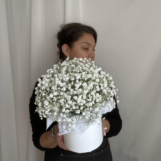 Gypsophila white in a box