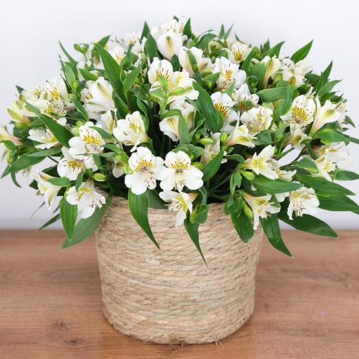 Букет из 21 дикой орхидеи