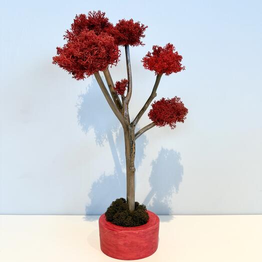 Топиарий из стабилизированного ягеля «Red Bonsai» в гипсовом кашпо