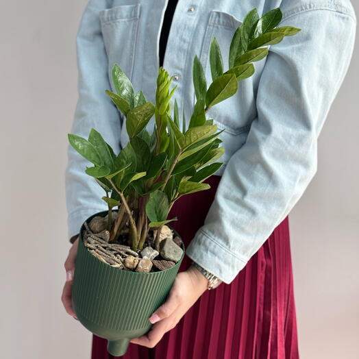 Замиокулькас с декором из камней