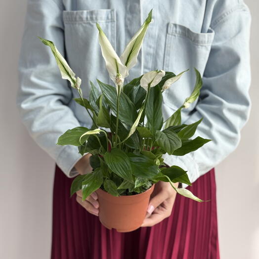 Спатифиллум 13/40