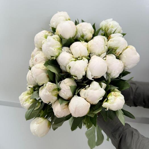 30 White Peony 1298