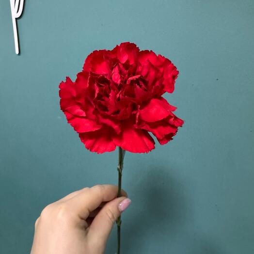 Гвоздика