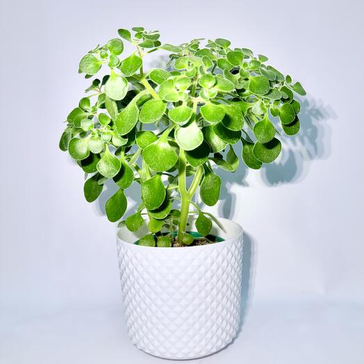 Аихризон «Дерево Любви» в белом кашпо с автополивом, 40см, 1шт