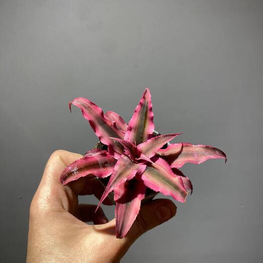 Криптантус