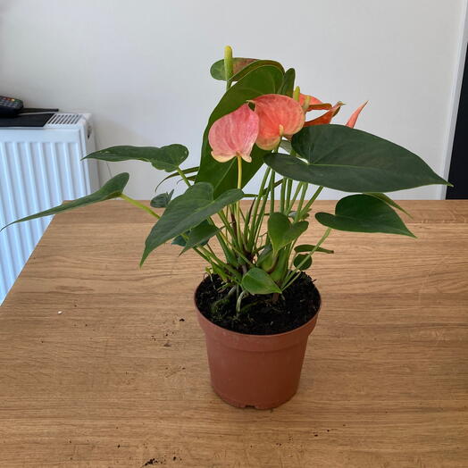 Açık pembe anthurium dekoratif açık sarı seramik saksı ile