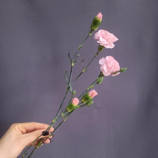 Bush carnation pale pink