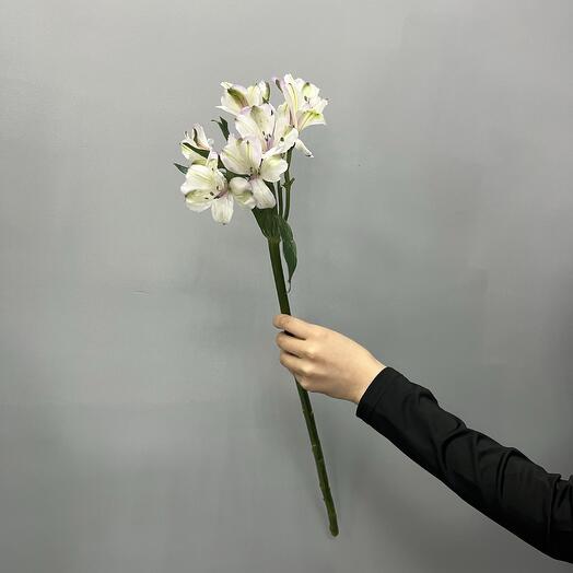 Альстромерия белая