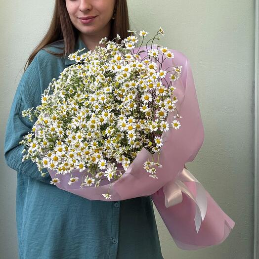 Танацетум