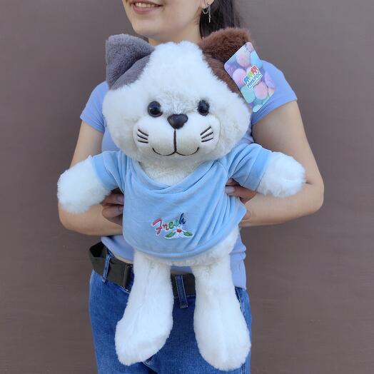 Кот в кофточке