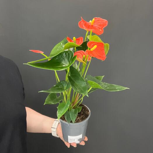 Антуриум baby orange 🍊