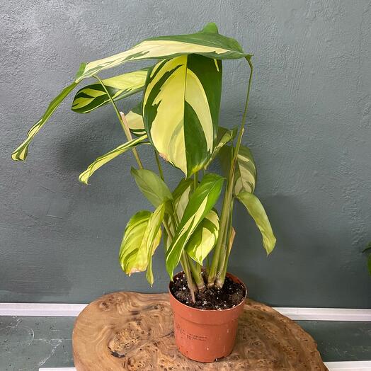 Калатея Ктенанта Лубберса