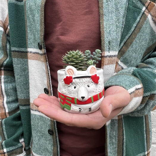 Композиция из суккулентов "Тёплый мишка"