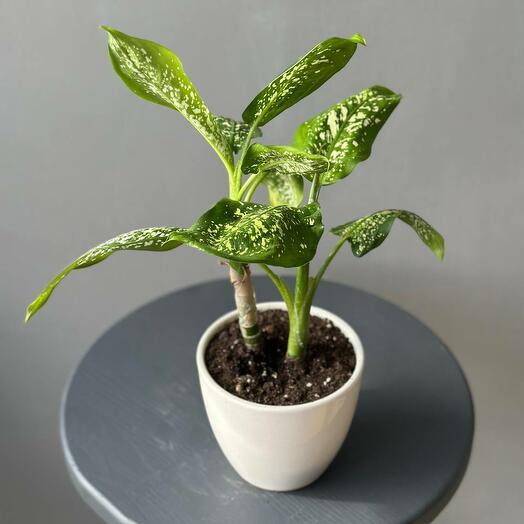 Диффенбахия