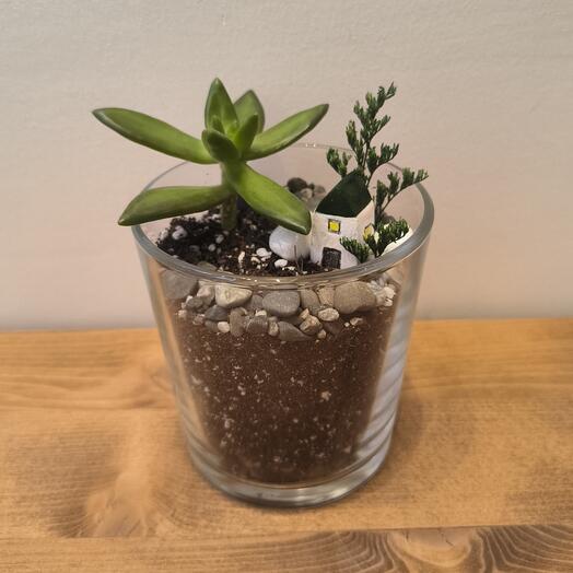 Суккулент крассула с маленьким домом