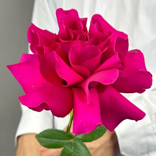 Ажурная  роза Гоча