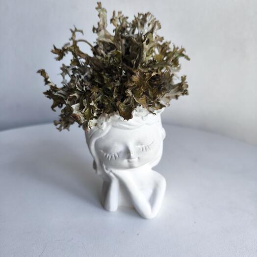 Исландский мох цетрарии в гипсовом кашпо. Подарок для мамы, девушки, подруги