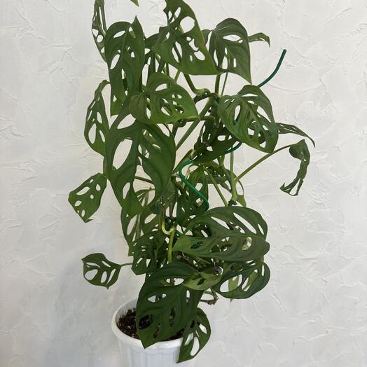 Монстера Манки Маск Monkey Mask