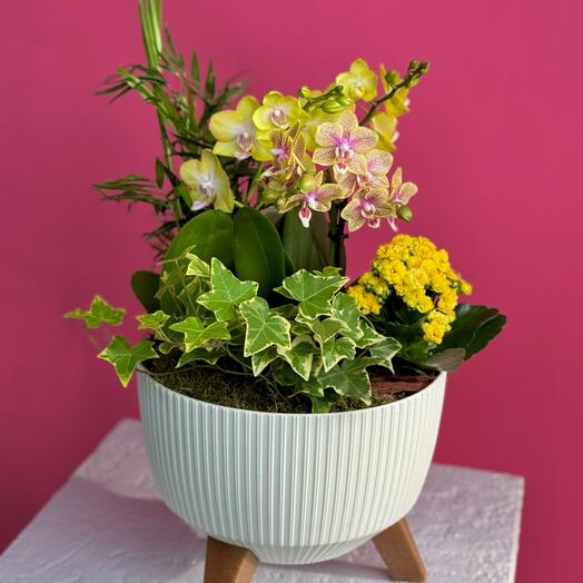 Композиция «Майя» (Орхидея фалеонопсис, Хамедорея, Каланхоэ, Фиттония)