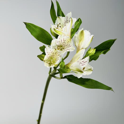 Альстромерия белая 💐