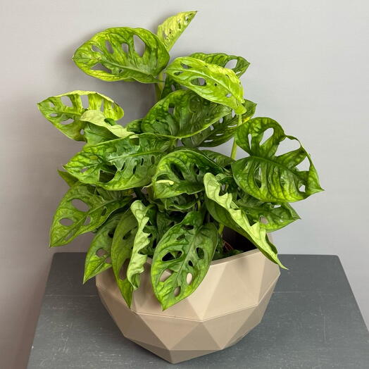 Эксклюзивная сортовая монстера Обликва в стильном круглом горшке