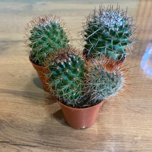 Кактусы мини набор 2