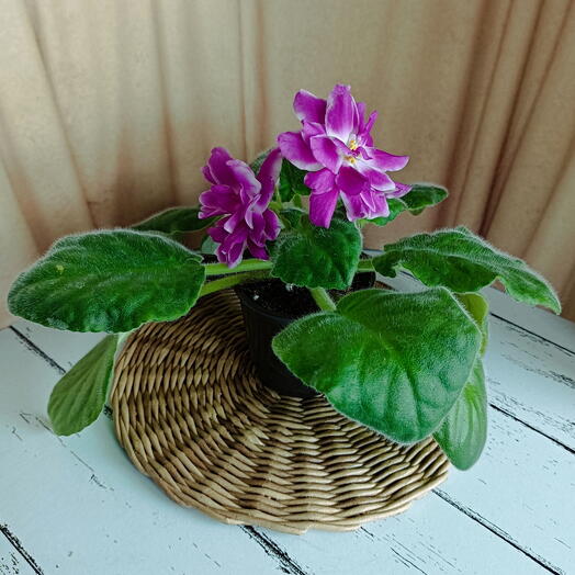 Фиалка (*45) сенполия цветущая