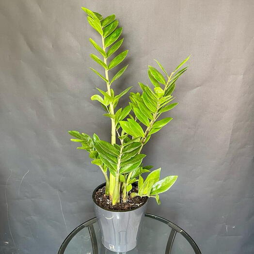 Большой Замиокулькас в горшке