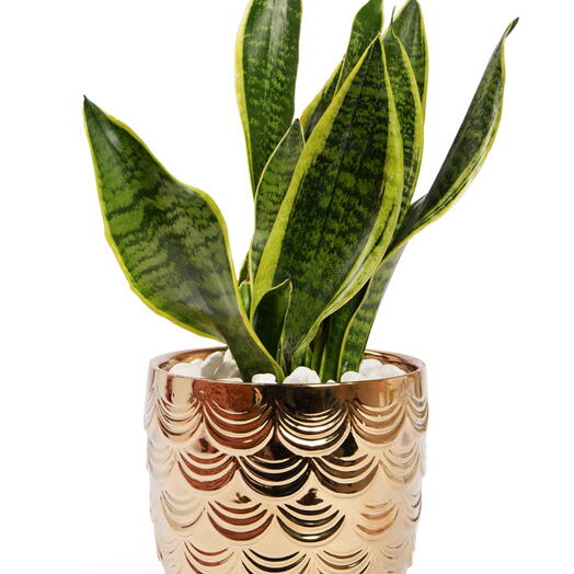 Sanseveria/ Snake plant in Golden Vase
